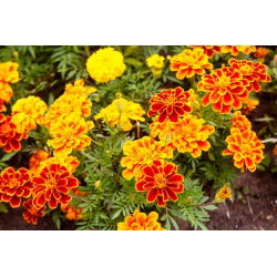 القطيفة الفرنسية - مزيج زهرة واحدة - 350 بذور - Tagetes patula nana  - ابذرة