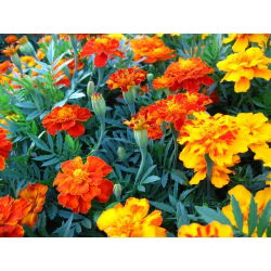 القطيفة الفرنسية - مزيج زهرة واحدة - 350 بذور - Tagetes patula nana  - ابذرة