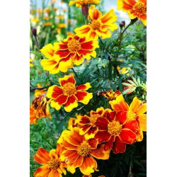 القطيفة الفرنسية - مزيج زهرة واحدة - 350 بذور - Tagetes patula nana  - ابذرة