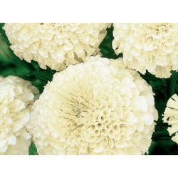 Marigold putih krem Meksiko - varietas tumbuh rendah, hingga 35 cm; Aztec marigold - 150 biji - Tagetes erecta 