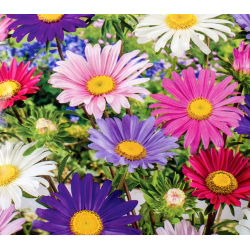 Aster "Madeleine" - enkelbloemige rassenmix - 500 zaden - Callistephus chinensis L.