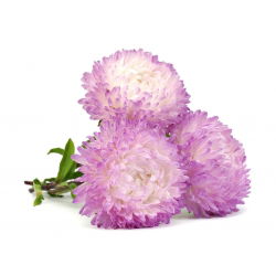 Wit-roze pioenaster - 500 zaden - Callistephus chinensis