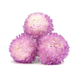 Wit-roze pioenaster - 500 zaden - Callistephus chinensis