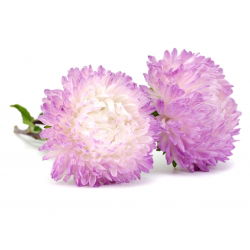 Wit-roze pioenaster - 500 zaden - Callistephus chinensis