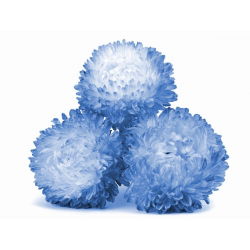 Sommeraster - Paeonien - Weiß-Blau - Callistephus chinensis - Eleganter Zweifarbton, für sommerliche Pracht - Samen