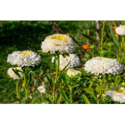 Kininiai ratiliai (pomponiniai) - balta - (Callistephus chinensis) - Puikiai tinka šviežioms, ilgalaikėms puokštėms - Šviežios sėklos