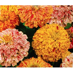 Dahlia gėlių zinnija "Pipirmėčių lazdelė" - taškinė taškinė veislė - 120 sėklų - Zinnia elegans dahliaeflora - sėklos