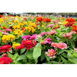 Патуљак зинниа "Тхумбелина" - 60 семена - Zinnia elegans