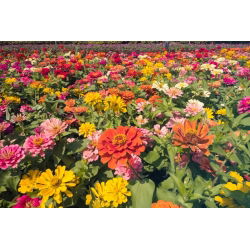 Патуљак зинниа "Тхумбелина" - 60 семена - Zinnia elegans