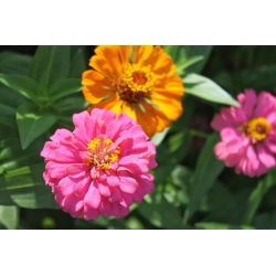 Патуљак зинниа "Тхумбелина" - 60 семена - Zinnia elegans