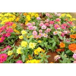 Патуљак зинниа "Тхумбелина" - 60 семена - Zinnia elegans