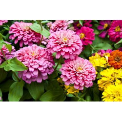 Zinnia à grandes fleurs "Super Yoga" - 120 graines - Zinnia elegans dahliaeflora