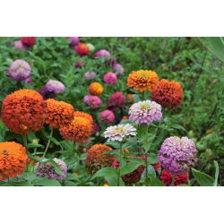Zinnia à grandes fleurs "Super Yoga" - 120 graines - Zinnia elegans dahliaeflora
