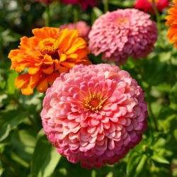 Zinnia à grandes fleurs "Super Yoga" - 120 graines - Zinnia elegans dahliaeflora