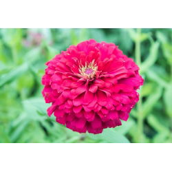 Zinnia à grandes fleurs "Super Yoga" - 120 graines - Zinnia elegans dahliaeflora