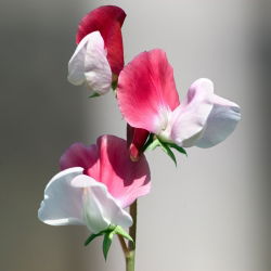 Сладък грах "Розов Купидон" - 24 семена - Lathyrus odoratus