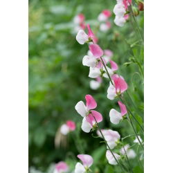 Сладък грах "Розов Купидон" - 24 семена - Lathyrus odoratus