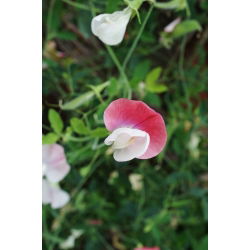 Сладък грах "Розов Купидон" - 24 семена - Lathyrus odoratus