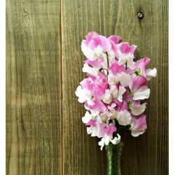 Сладък грах "Розов Купидон" - 24 семена - Lathyrus odoratus