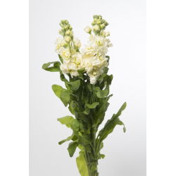 Cổ phiếu màu vàng "Excelsior"; cổ phiếu mười tuần - 300 hạt giống - Matthiola incana annua