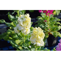 Cổ phiếu màu vàng "Excelsior"; cổ phiếu mười tuần - 300 hạt giống - Matthiola incana annua