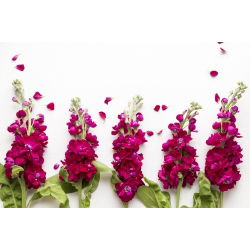 Cổ phiếu màu đỏ anh đào "Excelsior"; cổ phiếu mười tuần - 300 hạt giống - Matthiola incana annua