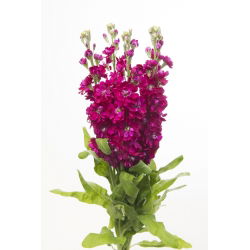 Cổ phiếu màu đỏ anh đào "Excelsior"; cổ phiếu mười tuần - 300 hạt giống - Matthiola incana annua