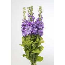 Lily-blue cổ phiếu "Excelsior"; cổ phiếu mười tuần - 300 hạt giống - Matthiola incana annua