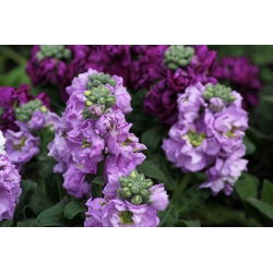 Lily-blue cổ phiếu "Excelsior"; cổ phiếu mười tuần - 300 hạt giống - Matthiola incana annua