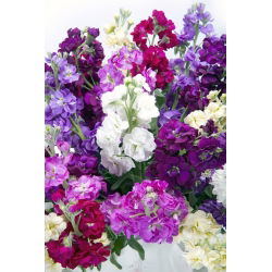 Hoary stock "Excelsior" - hỗn hợp đa dạng - 300 hạt - Matthiola incana annua