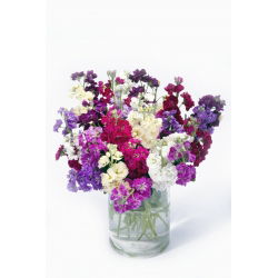 Hoary stock "Excelsior" - hỗn hợp đa dạng - 300 hạt - Matthiola incana annua
