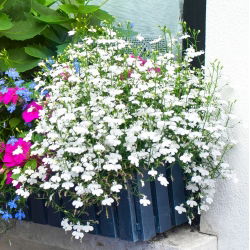 White edging lobelia; garden lobelia, trailing lobelia