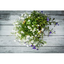 White edging lobelia; garden lobelia, trailing lobelia