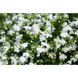 White edging lobelia; garden lobelia, trailing lobelia