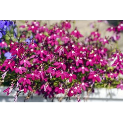 Carmine-red edging lobelia; garden lobelia, trailing lobelia - 3200 seeds