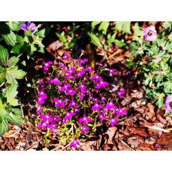 Carmine-red edging lobelia; garden lobelia, trailing lobelia - 3200 seeds