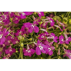 Carmine-red edging lobelia; garden lobelia, trailing lobelia - 3200 seeds