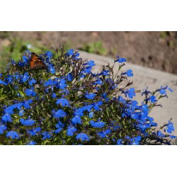 Edging lobelia - Blue - Lobelia erinus - Thrives in Containers and Hanging Baskets - Fresh Seeds
