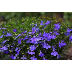 Edging lobelia - Blue - Lobelia erinus - Thrives in Containers and Hanging Baskets - Fresh Seeds