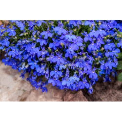 Edging lobelia - Blue - Lobelia erinus - Thrives in Containers and Hanging Baskets - Fresh Seeds