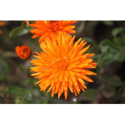 Невен "Радио" - 240 семена - Calendula officinalis