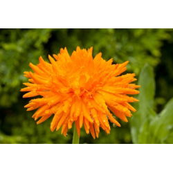 Невен "Радио" - 240 семена - Calendula officinalis