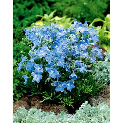 Larkspur xanh Siberia, delphinium Trung Quốc - 500 hạt - Delphinium grandiflorum