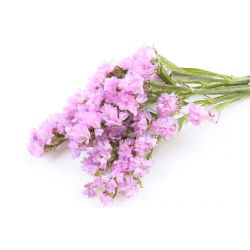 Statice sinuata - Rosa - Limonium sinuatum - Ideale per bouquet freschi e secchi - Semi Freschi