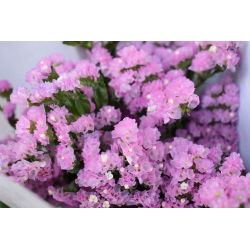 Statice sinuata - Rosa - Limonium sinuatum - Ideale per bouquet freschi e secchi - Semi Freschi