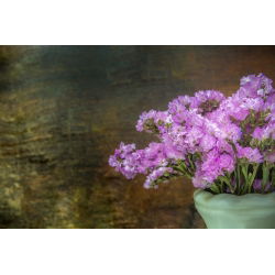 Statice sinuata - Rosa - Limonium sinuatum - Ideale per bouquet freschi e secchi - Semi Freschi