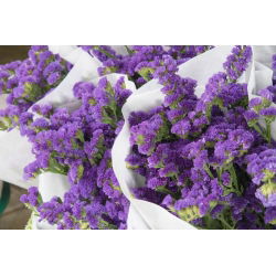 Statice sinuata - Viola - Limonium sinuatum - Facile da coltivare, perfetta per l'essiccazione - Semi Freschi
