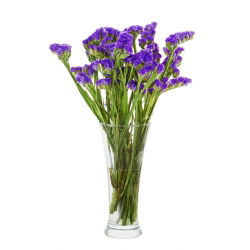 Statice sinuata - Viola - Limonium sinuatum - Facile da coltivare, perfetta per l'essiccazione - Semi Freschi