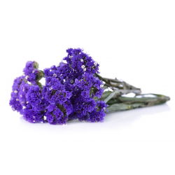 Statice sinuata - Viola - Limonium sinuatum - Facile da coltivare, perfetta per l'essiccazione - Semi Freschi