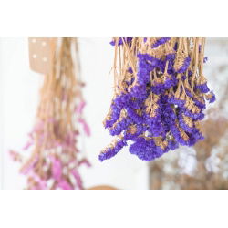 Statice sinuata - Viola - Limonium sinuatum - Facile da coltivare, perfetta per l'essiccazione - Semi Freschi